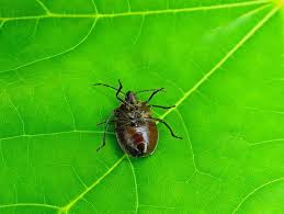 Attēlu rezultāti vaicājumam “Chlorochroa pinicola”