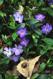 Attēlu rezultāti vaicājumam “Vinca minor flower”