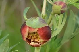 Attēlu rezultāti vaicājumam “Paeoniaceae”