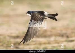 Attēlu rezultāti vaicājumam “Delichon urbicum adult”