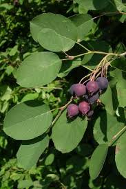 Attēlu rezultāti vaicājumam “Amelanchier spicata fruit”