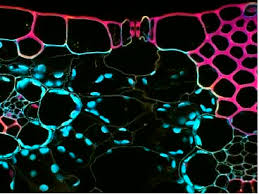 Attēlu rezultāti vaicājumam “Zea mays leaf”