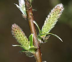 Attēlu rezultāti vaicājumam “Salix x doniana”