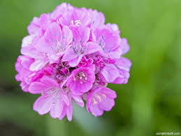 Attēlu rezultāti vaicājumam “Anthyllis maritima”