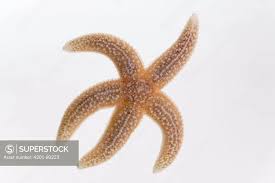 Image result for Asterias rubens
