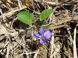 Attēlu rezultāti vaicājumam “Viola rupestris bud”