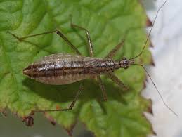 Attēlu rezultāti vaicājumam “Nabis limbatus”