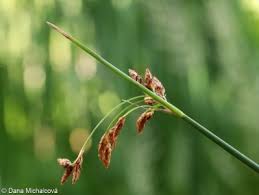 Attēlu rezultāti vaicājumam “Schoenoplectus lacustris subsp. lacustris”