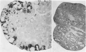 Image result for Leucoraja erinaceus