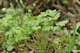 Attēlu rezultāti vaicājumam “Adoxa moschatellina”