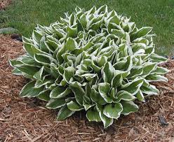 Image result for Hosta fortunei albomarginata