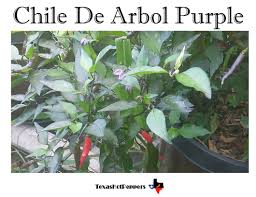 Afbeeldingsresultaat voor chile de arbol hot pepper