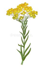 Attēlu rezultāti vaicājumam “Helichrysum arenarium flower”
