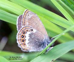 Attēlu rezultāti vaicājumam “Coenonympha hero”