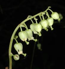 Attēlu rezultāti vaicājumam “Orthilia secunda fruit”