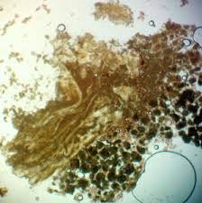 Attēlu rezultāti vaicājumam “Physarum murinum”