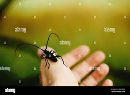 Attēlu rezultāti vaicājumam “Monochamus urussovi”