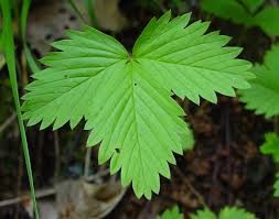 Image result for Fragaria vesca