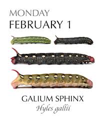 Attēlu rezultāti vaicājumam “Hyles gallii larva”