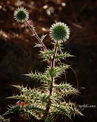 Image result for Echinops spaerocephalus