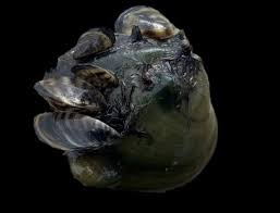 Attēlu rezultāti vaicājumam “Dreissena polymorpha”