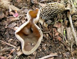 Attēlu rezultāti vaicājumam “Disciotis venosa”