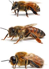 Attēlu rezultāti vaicājumam “Apis mellifera”