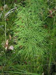 Attēlu rezultāti vaicājumam “Equisetum sylvaticum”