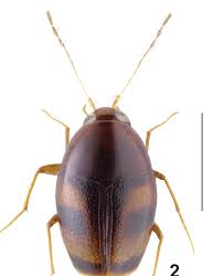 Attēlu rezultāti vaicājumam “Scaphisoma sp.”