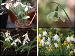 Attēlu rezultāti vaicājumam “Galanthus nivalis fruit”
