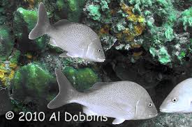 Image result for Haemulon album