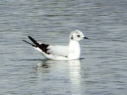 Attēlu rezultāti vaicājumam “Larus minutus”