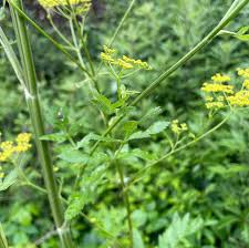 Attēlu rezultāti vaicājumam “Pastinaca sativa subsp. sylvestris flower”
