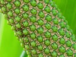 Attēlu rezultāti vaicājumam “Acorus calamus fruit”