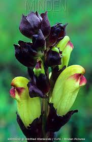 Attēlu rezultāti vaicājumam “Pedicularis sceptrum-carolinum flower”