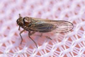 Attēlu rezultāti vaicājumam “Javesella pellucida”