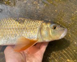 Image result for Moxostoma erythrurum