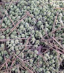 Attēlu rezultāti vaicājumam “Sphagnum flexuosum”