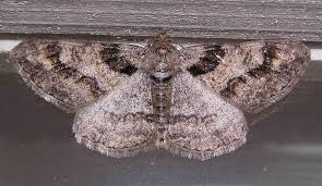 Attēlu rezultāti vaicājumam “Cleora cinctaria”