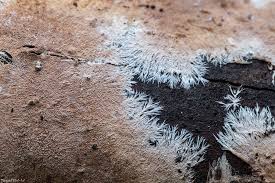 Attēlu rezultāti vaicājumam “Steccherinum fimbriatum”