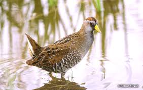 Image result for Porzana carolina