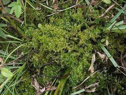 Attēlu rezultāti vaicājumam “Calliergon megalophyllum”