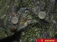 Attēlu rezultāti vaicājumam “Coenogonium pineti”