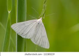 Attēlu rezultāti vaicājumam “Siona lineata”