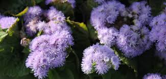 Image result for Ageratum houstonianum