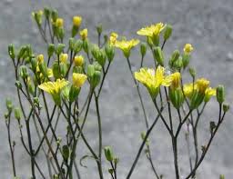 Attēlu rezultāti vaicājumam “Lapsana communis flower”