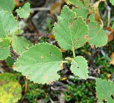 Attēlu rezultāti vaicājumam “Betula humilis leaf”