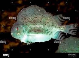 Image result for Cyclopterus lumpus
