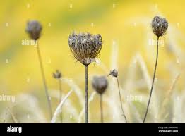 Attēlu rezultāti vaicājumam “Daucus carota subsp. carota fruit”