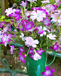 Image result for Agrostemma githago